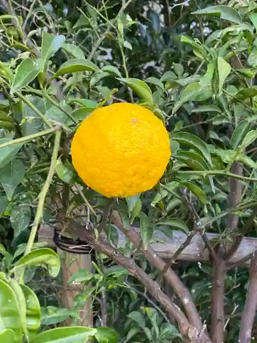 横浜御嶽神社の自然