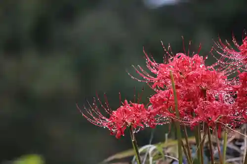 国宝 大法寺の自然