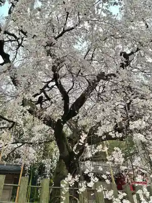 小川諏訪神社(福島県)