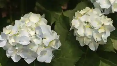 岡寺(龍蓋寺)(奈良県)