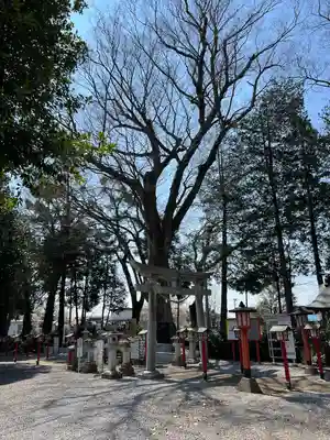 薬師寺八幡宮(栃木県)