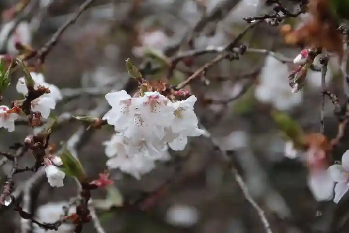 鹿島大神宮の自然