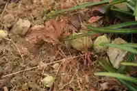 高司神社〜むすびの神の鎮まる社〜の自然