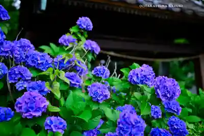 篠原八幡神社(神奈川県)