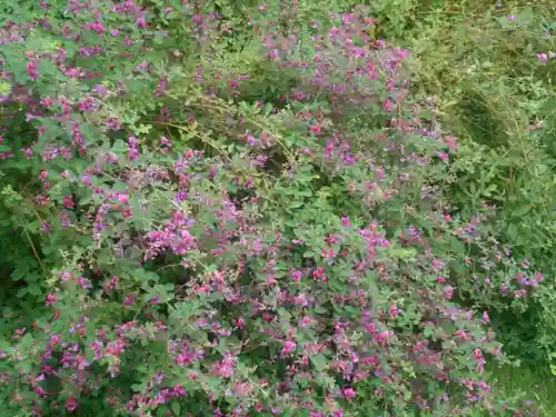 浄光明寺の自然