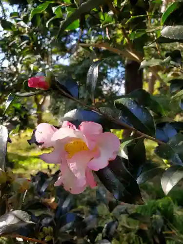 沙沙貴神社の自然