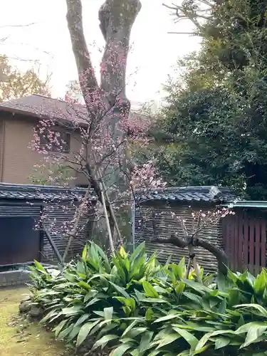 赤坂氷川神社の自然