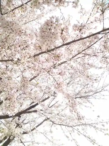阿智神社の自然