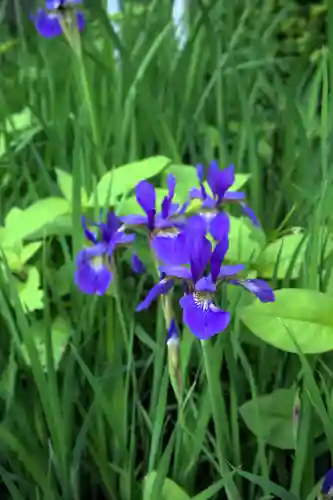 高麗神社(埼玉県)