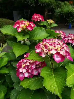 常泉院(東京都)