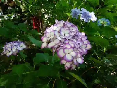 明月院(神奈川県)