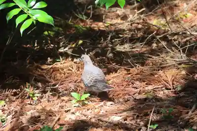 滑川神社 - 仕事と子どもの守り神の動物