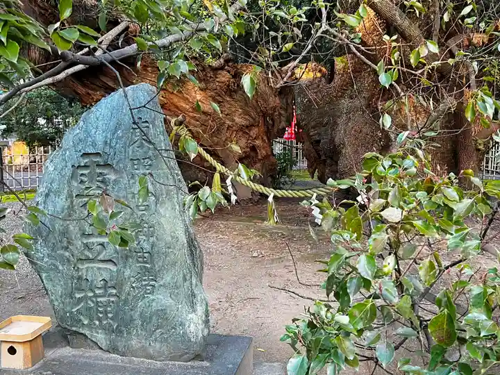 浜松八幡宮の自然