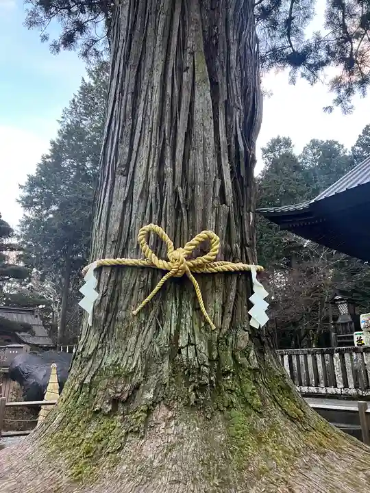 北口本宮冨士浅間神社の自然