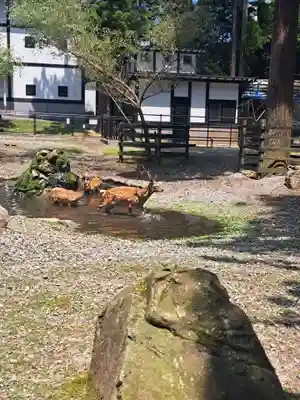 彌彦神社(新潟県)