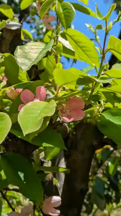元祇園梛神社・隼神社(京都府)