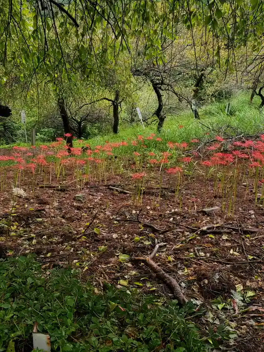 不動寺(埼玉県)
