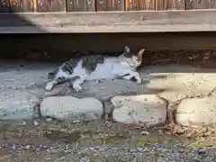 柏井八幡社の動物