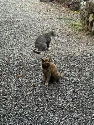 唐澤山神社(栃木県)