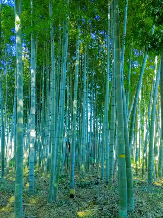 神明社荒神社(萩原町串作)の自然