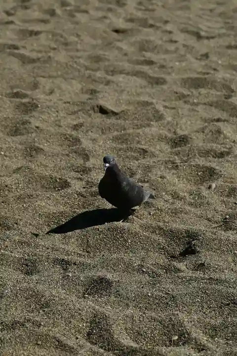 海津見神社(桂浜龍王宮)(高知県)