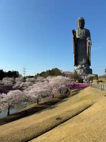 東本願寺本廟 牛久浄苑（牛久大仏）(茨城県)