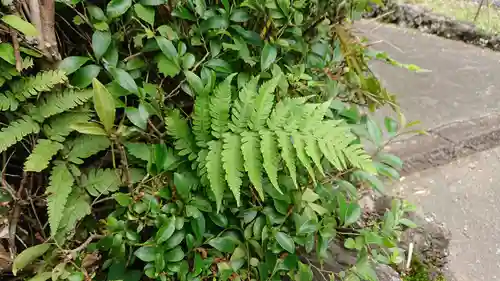 八幡宮（中野）の自然