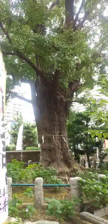 磐井神社の自然