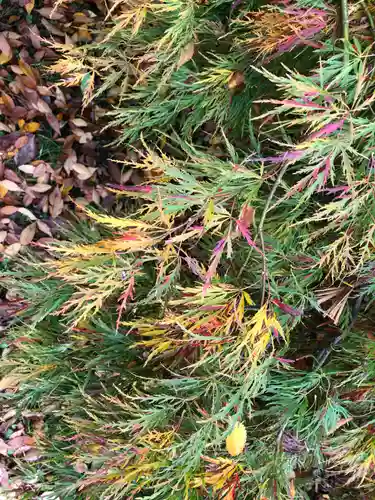 射水神社の自然