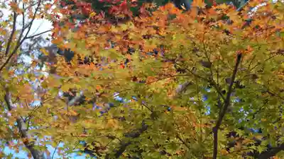 大原野神社(京都府)