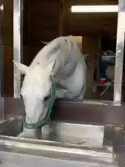 多度大社の動物