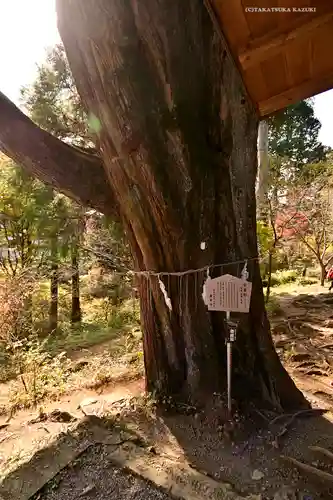 産安社（武蔵御嶽神社摂社）の自然