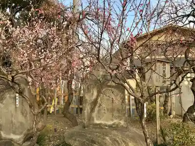 亀戸天神社の自然