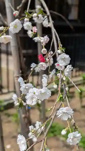 新琴似神社(北海道)