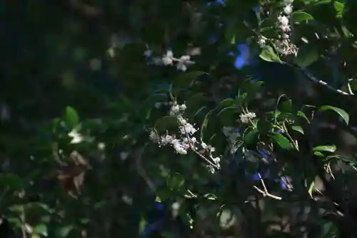 阿久津「田村神社」（郡山市阿久津町）旧社名：伊豆箱根三嶋三社の自然
