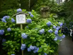 明月院(神奈川県)