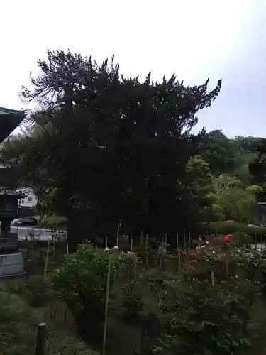 建長寺(神奈川県)