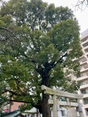 八幡神社の{uncategorized: "未分類", other: "その他", undefined: "問題あり", building: "その他建物", grave: "お墓", sacred_gate: "鳥居", guardian: "狛犬", statue: "像", buddha: "仏像", history: "歴史", nature: "自然", garden: "庭園", animal: "動物", pagoda: "塔", temizu: "手水舎", mountain_gate: "山門・神門", sanctuary: "本殿・本堂", subordinate: "末社・摂社", art: "芸術", scenery: "景色", jizo: "地蔵", ema: "絵馬", goshuin: "御朱印", omikuji: "おみくじ", items: "授与品その他", amulet: "お守り", goshuincho: "御朱印帳", eats: "食事", festival: "お祭り", votive_dance: "神楽", shichigosan: "七五三参", wedding: "結婚式", experience: "体験その他", initially: "初詣", around: "周辺", anti_infection: "感染症対策"}