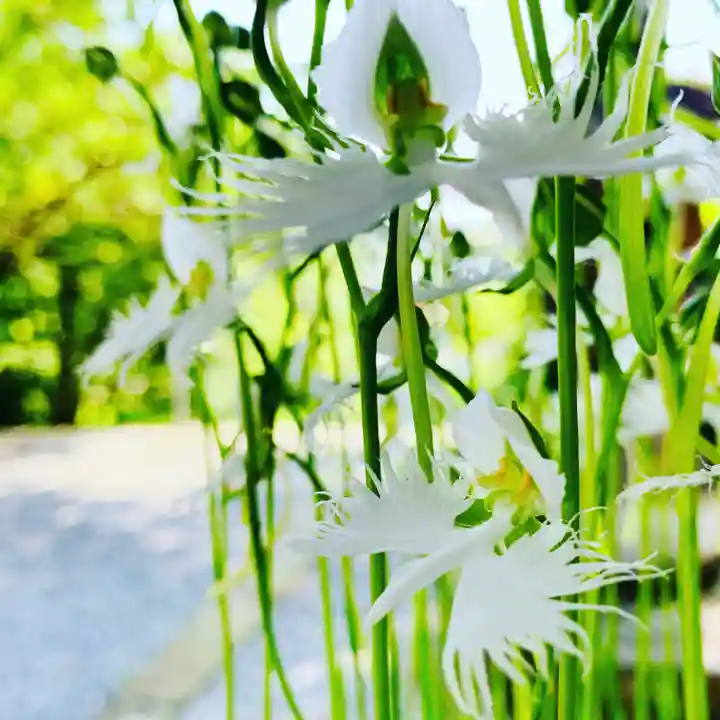 土津神社|こどもと出世の神さまの自然