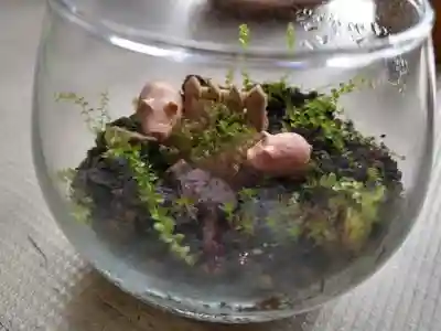 日蓮宗 総本山 塔頭 定林坊(じょうりんぼう)の体験その他