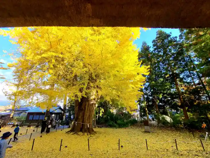 新宮熊野神社の自然