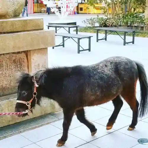 神田神社（神田明神）の動物