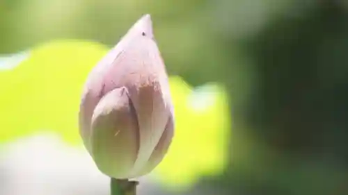 相国寺（相国承天禅寺）(京都府)