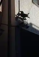 三輪里稲荷神社の動物