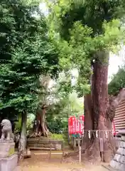 諏訪神社(東京都)