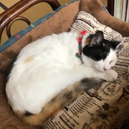 愛宕神社の動物