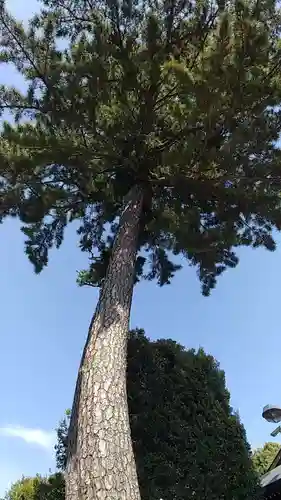 中野沼袋氷川神社の庭園