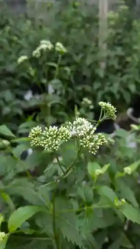 行願寺（革堂）(京都府)
