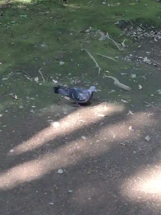 赤坂氷川神社の動物