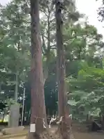 東蕗田天満社の自然